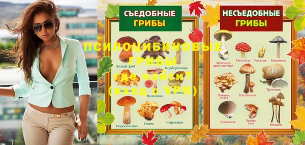 стаф Аркадак